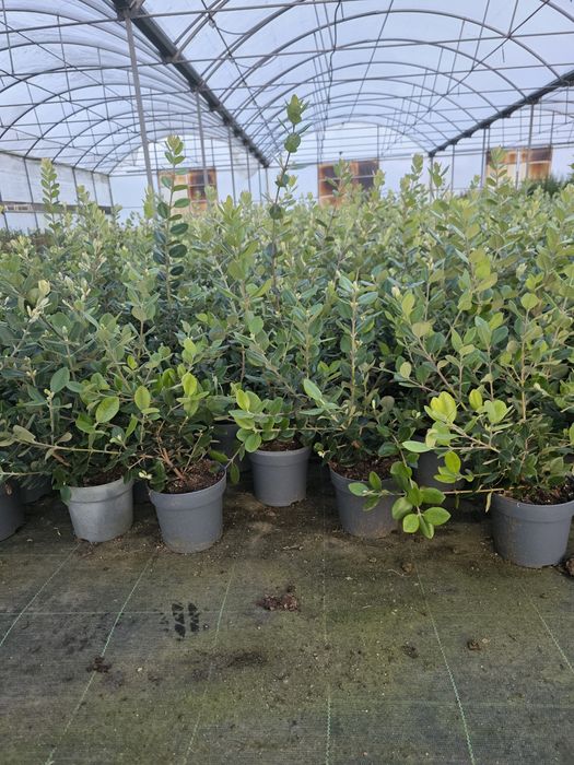 Plantas metrosideros