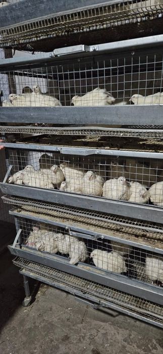 Продам перепілок різного віку