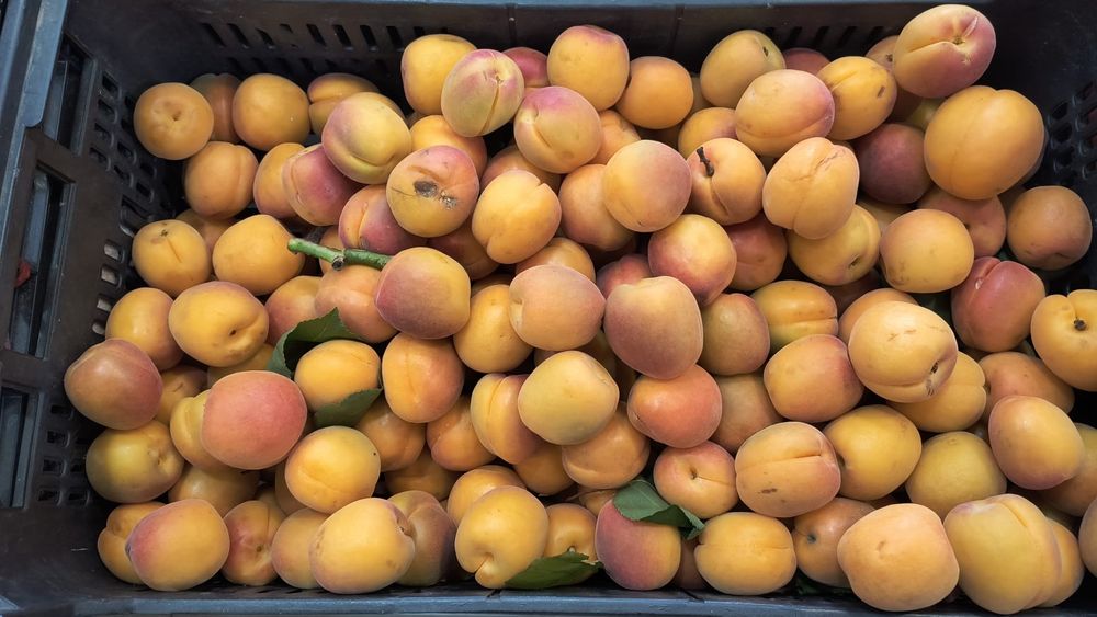 Caixas de alperces deliciosas entregas ao domicilio