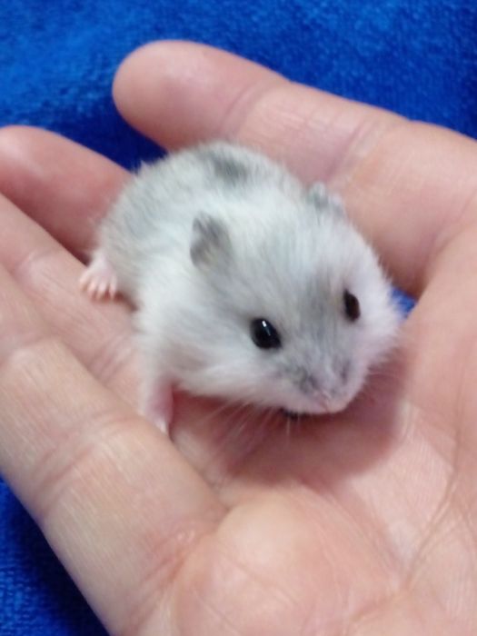 Жемчужные джунгарики!¥