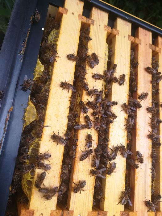 Rodzina pszczela, odkład, Sypaniec, silne, leczone