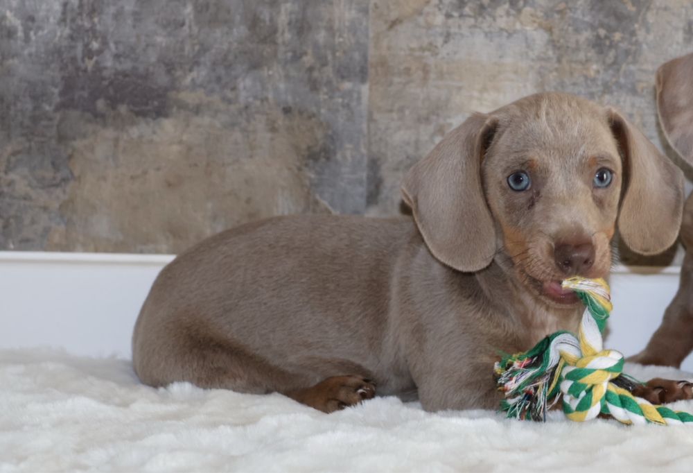 Jamnik Miniaturowy Piesek Liliowy