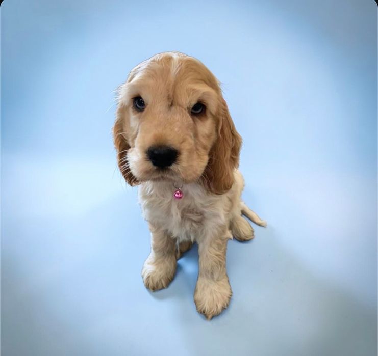 Тепло, яке можна взяти на руки