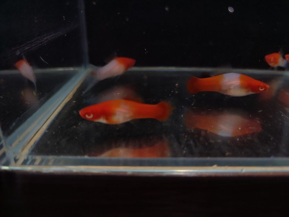 Mieczyk koi  młode
