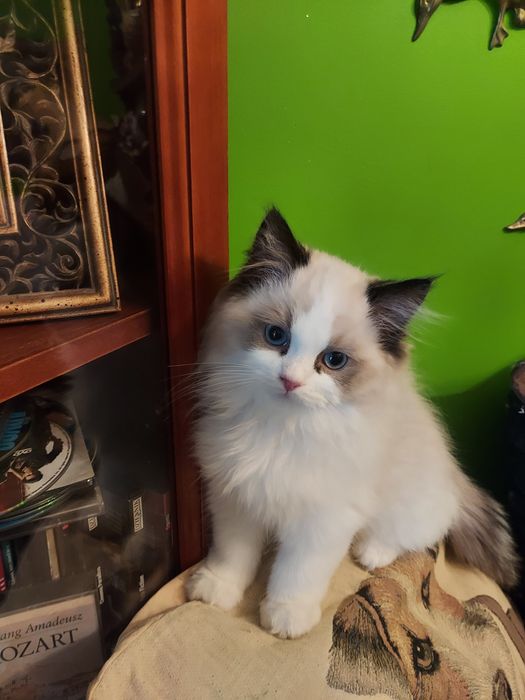 Ragdoll , rezerwacja