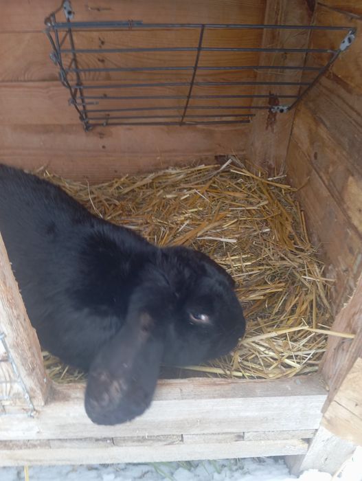 Sprzedam króliki Barany Baran francuski