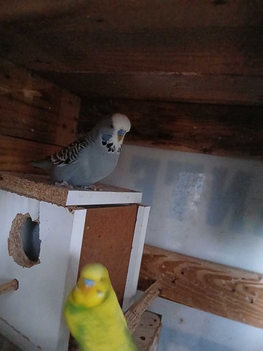 Periquito  ingles  macho