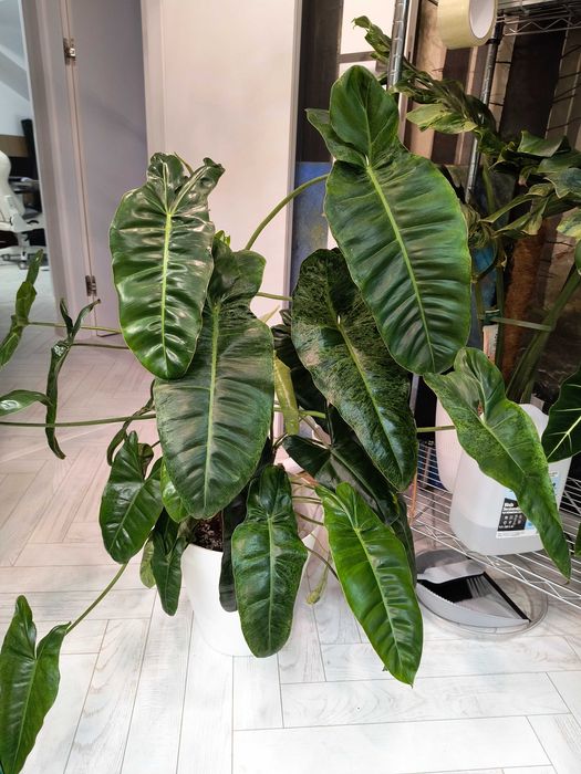 Philodendron Paradiso Verde - 6 sadzonek w 1