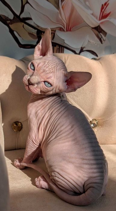 Valentino Bello Sfinks Cudowny Top Level Rodowód PZF WCF