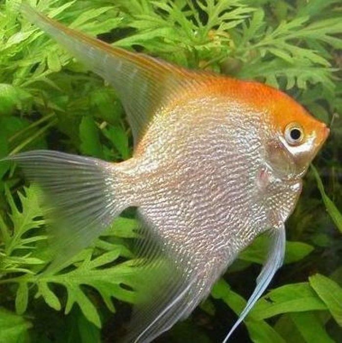 Аквариумные рыбки