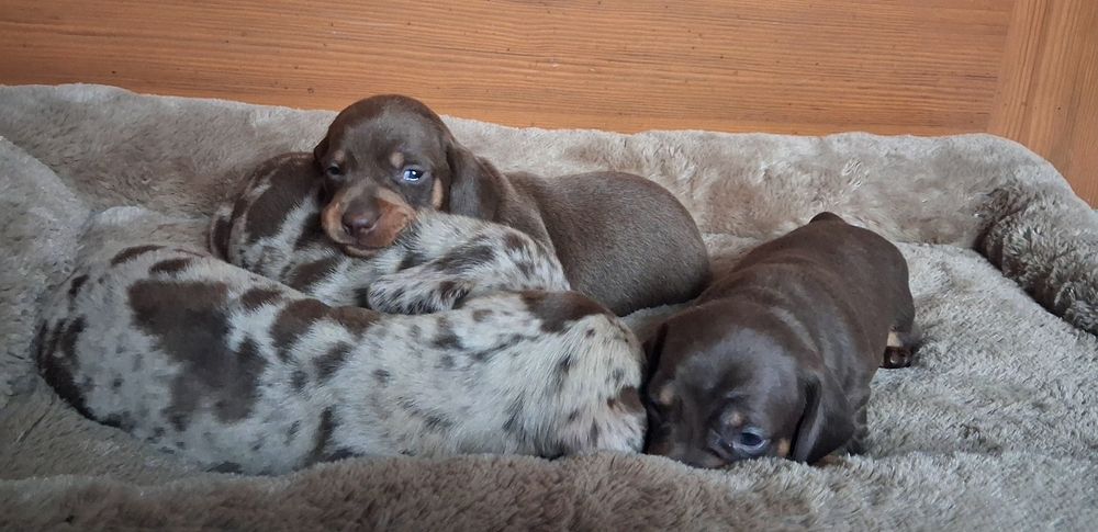 Jamnik choco merle standard