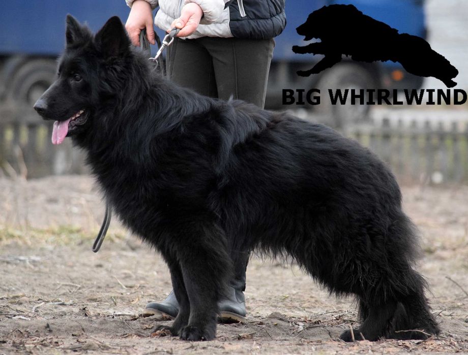Чорний довгошерстний кобель  Німецької вічарки