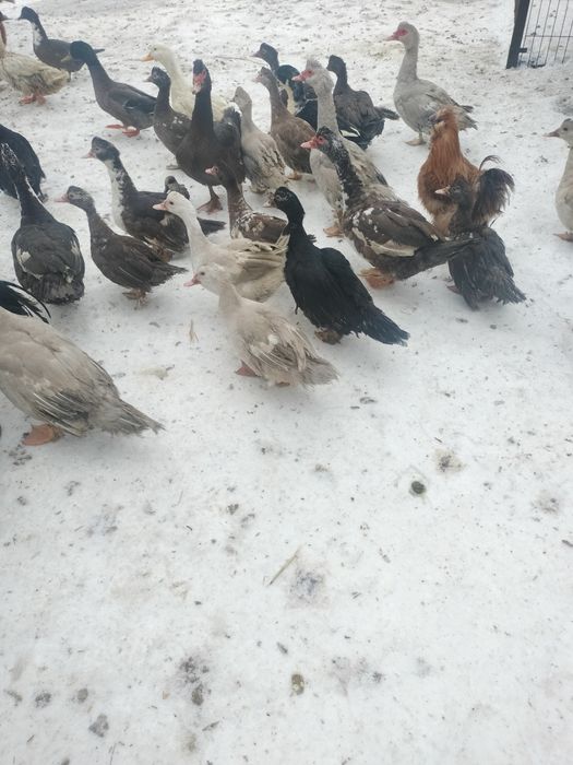 Kaczki kaczory piżmowe francuskie