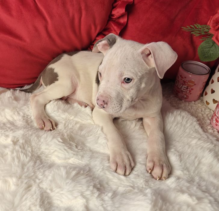 Śliczny piesek amstaff!