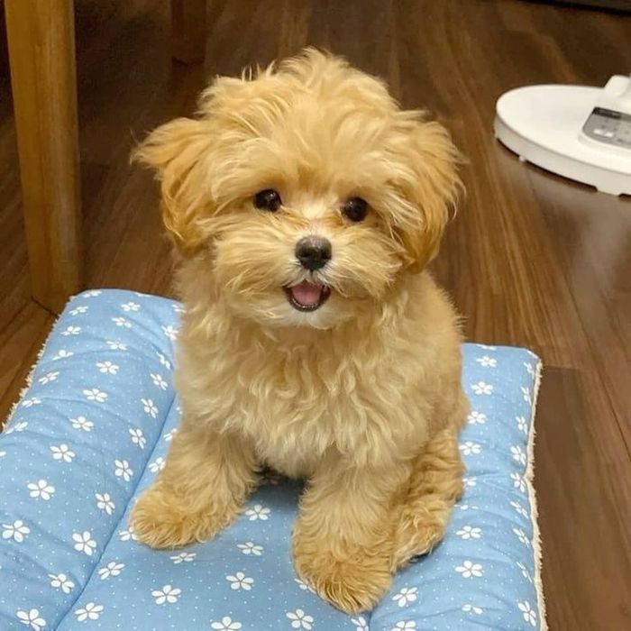 Кмітливий мальтипу/maltipoo F1 PREMIUM