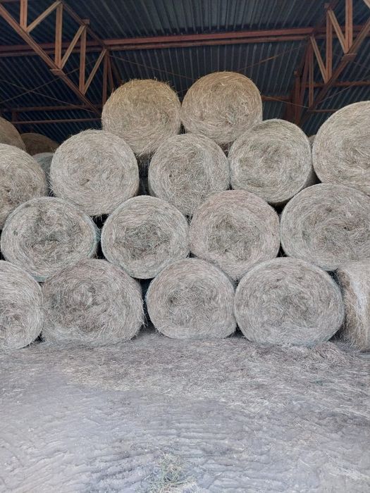 Siano baloty 130cm transport do klienta