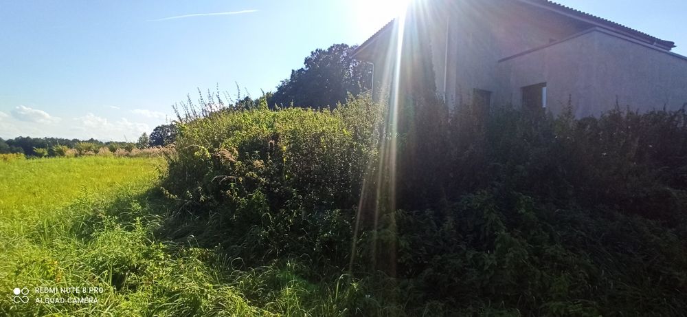 Wykaszanie/koszenie traw kosą spalinową.