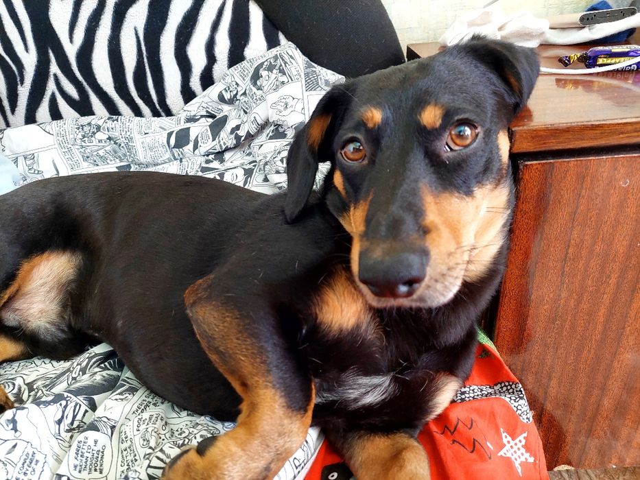 Кобель для вязки