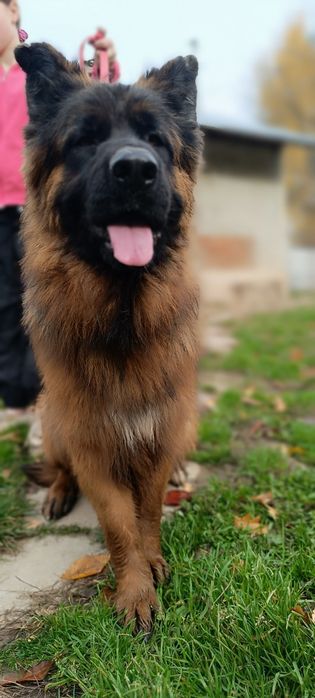 Owczarki niemieckie długowłose