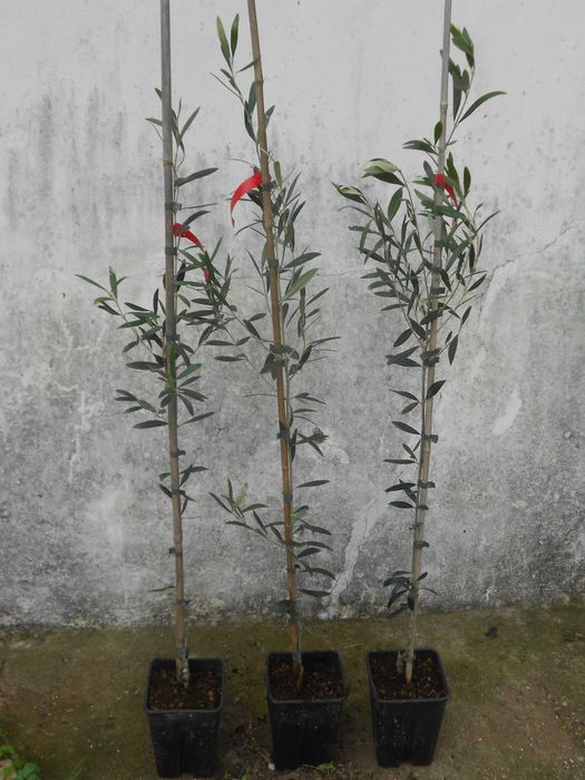 Arvore oliveira azeitona branca enxertada 3 anos