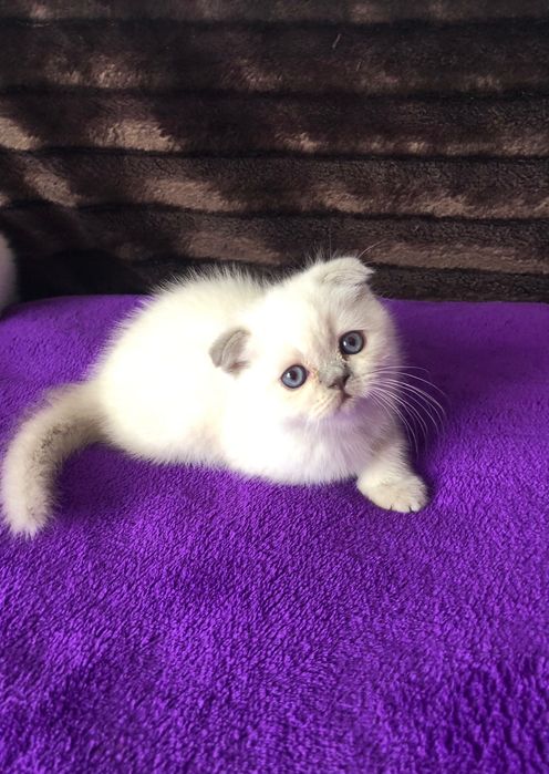 Fêmea Scottish Fold Lilac Point