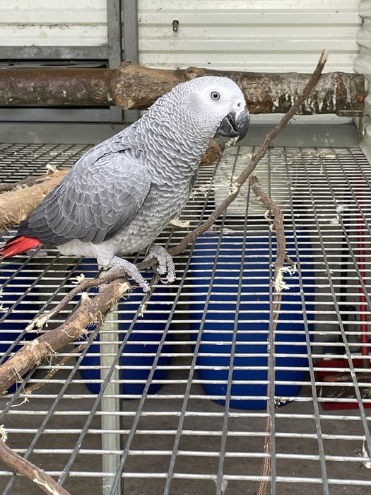 Casal Papagaios Cinzentos