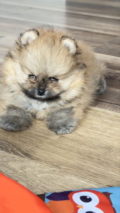 Piesek pomeranian
