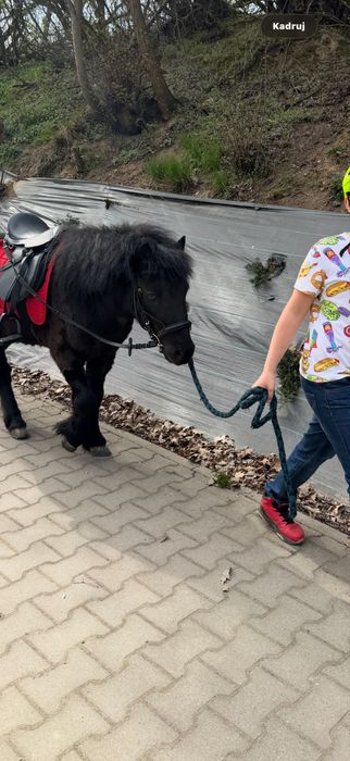 Sprzedam Kucyka ogierek