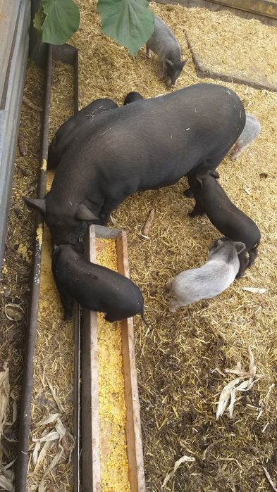 Вьетнамские поросята и кармалы