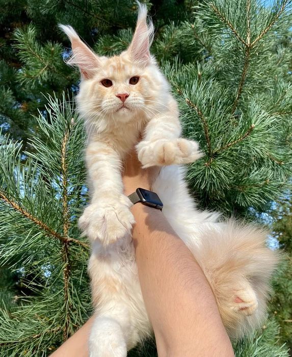 Mainecoon кошенятка