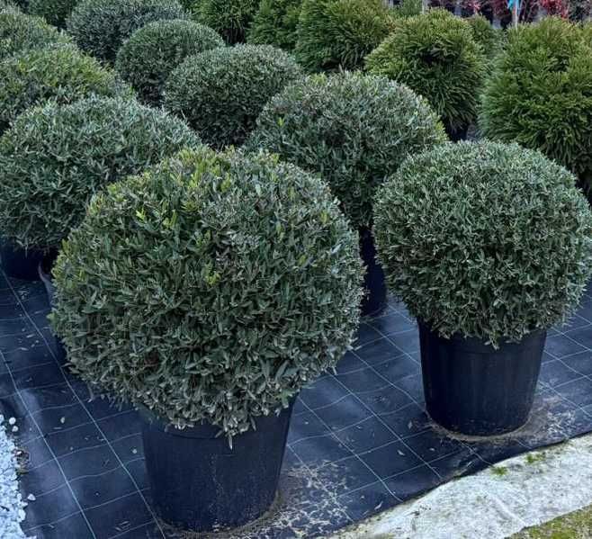 Filirea wąskolistna kula 60/70cm-Phillirea angustifolia