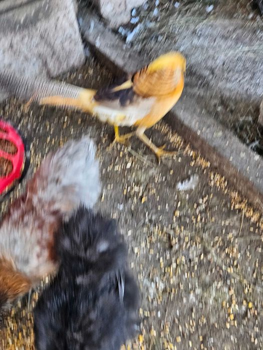 Faisão, gigi, lady,dourado