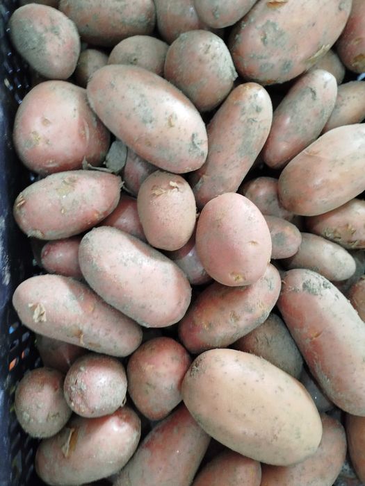Batata Vermelha Nova - Qualidade superior