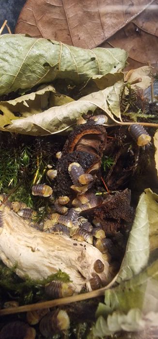 10 Cubaris Rubber Ducky prosionki ekipa sprzątająca