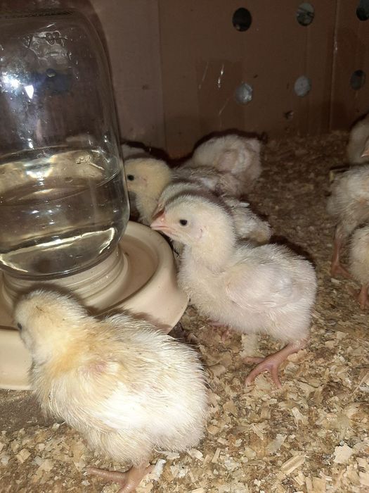 Бройлер Кобб 500