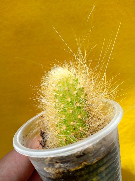 Кактуси в асортименті