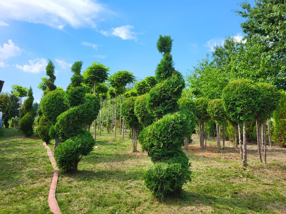 Katalpa, surmia, katalpy, drzewka ozdobne PROMOCJA