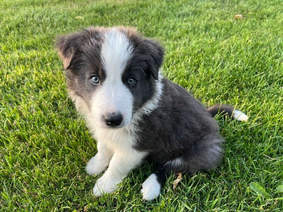 Border Collie blue&white niebieski piesek