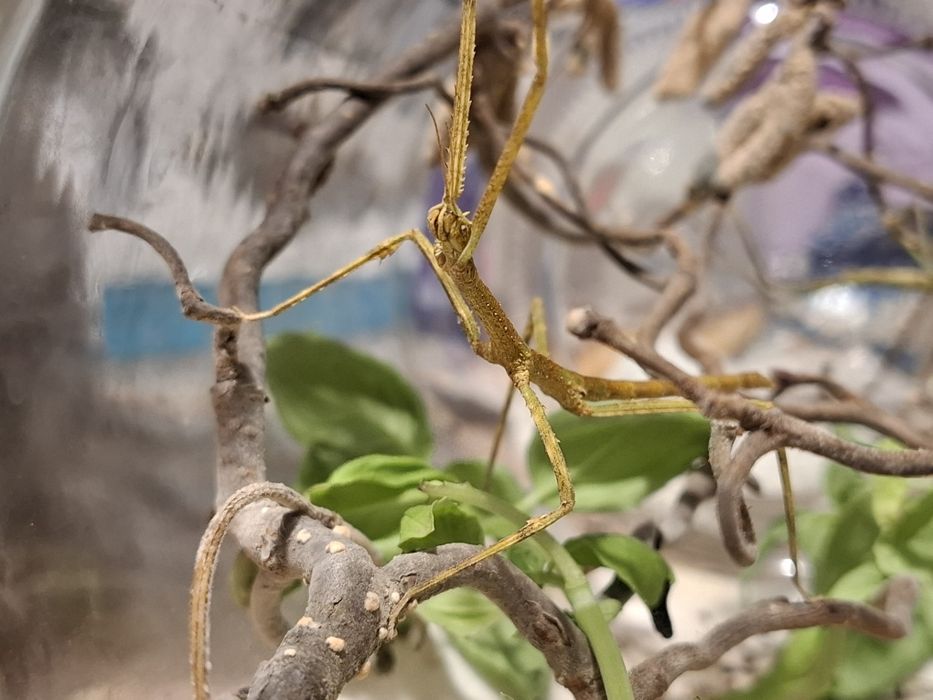 Mlodziutkie patyczaki