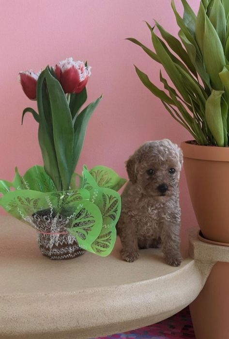 Мальчик той пудель.