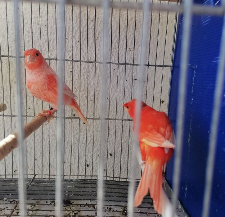 Canários poupa alemão vermelhos e sem poupa do ano 2025. .