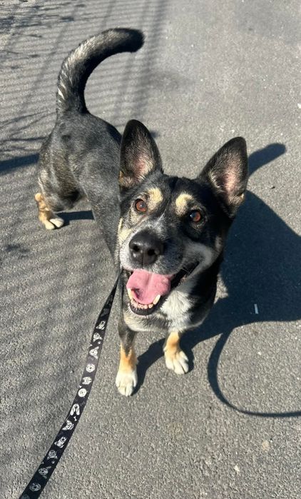 Kubuś lat 4 to młody, skrzywdzony przez los psiak. Chętnie wychodzi na