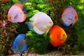 Vendo discus super premium