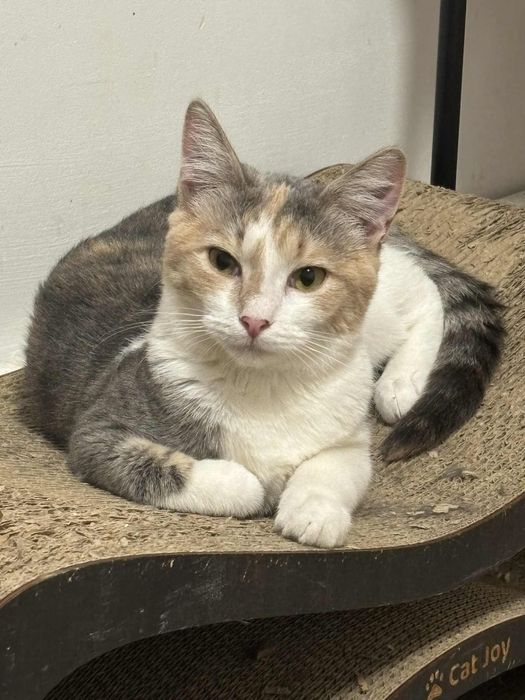 Кішечка, віком 8-9 місяців в добрі ручки