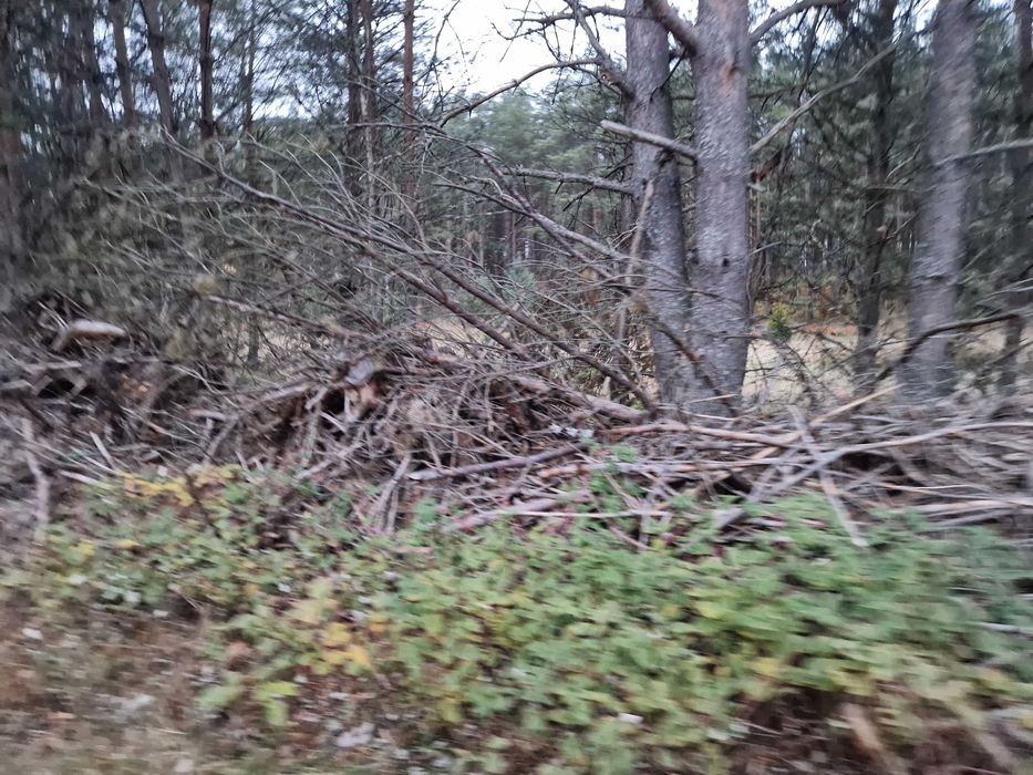 Oddam chrust, gałęzie na opał