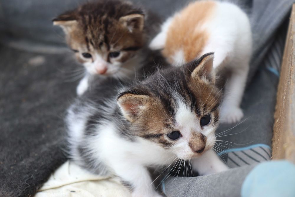 Віддам кошенят в хороші руки