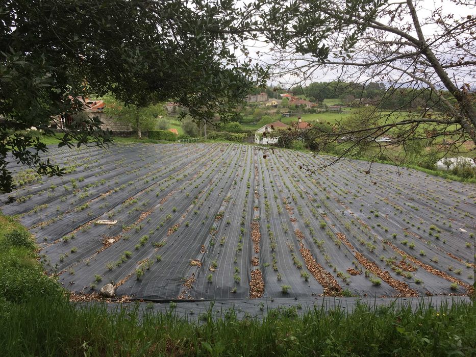 Quinta Paradisíaca !