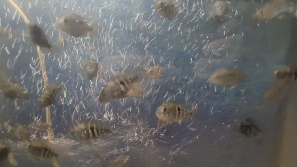 Акара бірюзова (мальок)