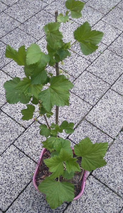 Porzeczka czarna- sadzonka