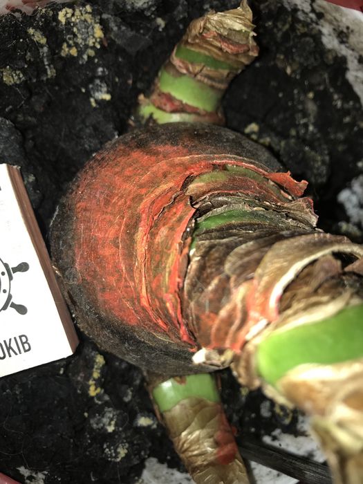 Амариллис гипеаструм,  комнатное растение, лилия, цветок